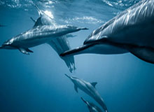 kaiyun-记者晒实拍感叹：当王大雷身后的球童压力也很大